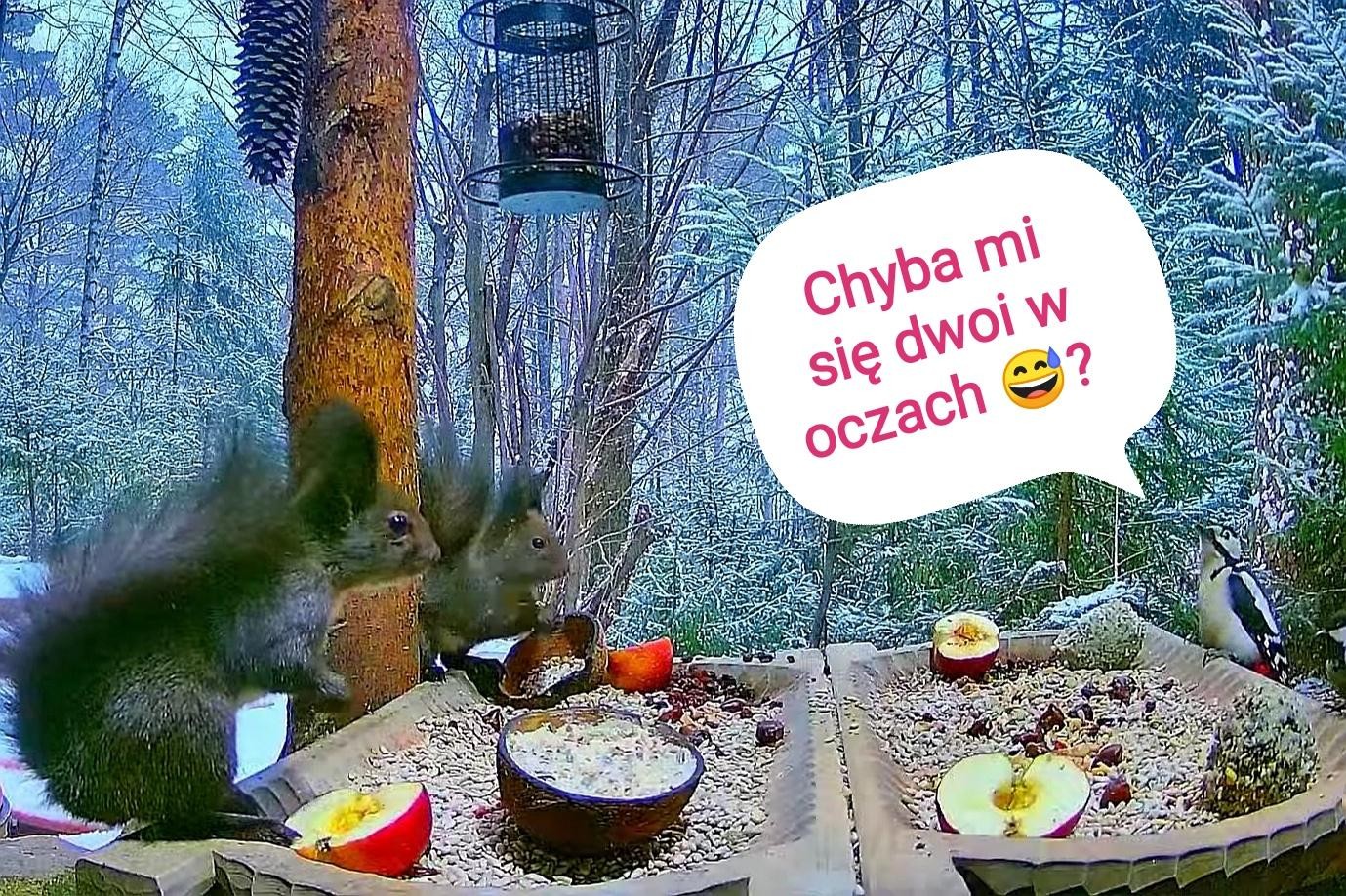 livebirdspoland_ba803ac24d136ed2b9eeea7ce5e45e3a.jpg