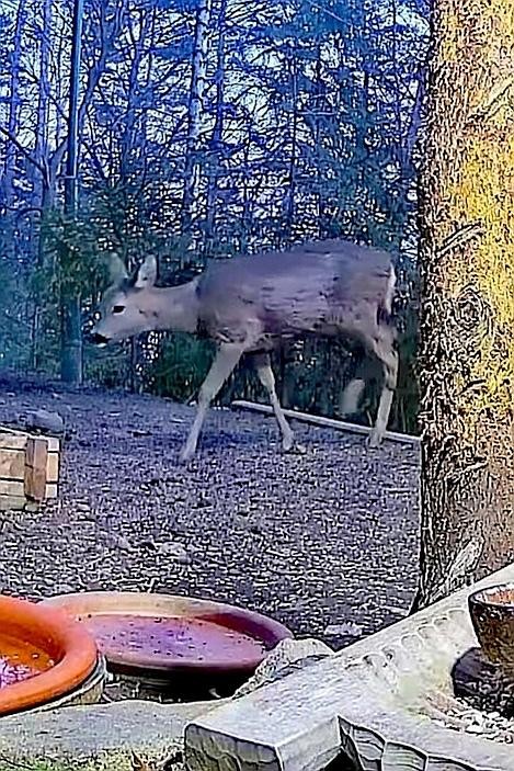 livebirdspoland_b892ec4092578e8b4040e8d8c3c36811.jpg