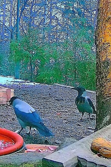 livebirdspoland_eba86a29a14e17752f0ac66f79ee5a42.jpg