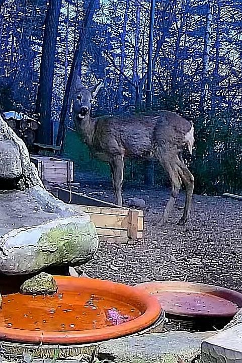 livebirdspoland_151f71208186d6f1f7d1aeb77ca2eca7.jpg