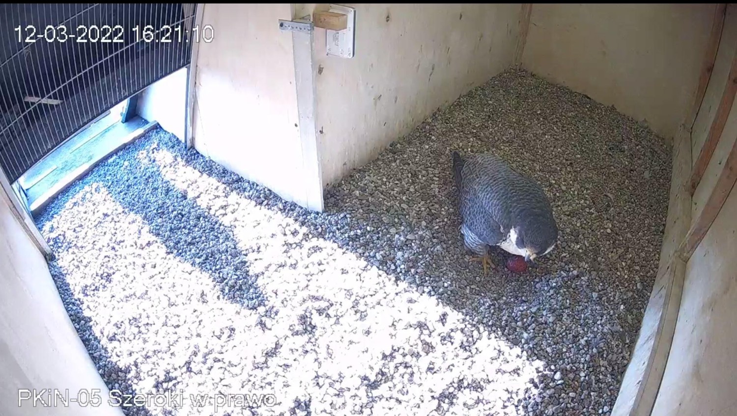 livebirdspoland_d0a0708aee76e335c200153c5364fc5c.jpg