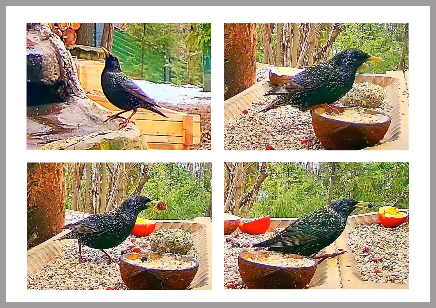 livebirdspoland_1293624afa6b937e9b9349134ccf312a.jpg