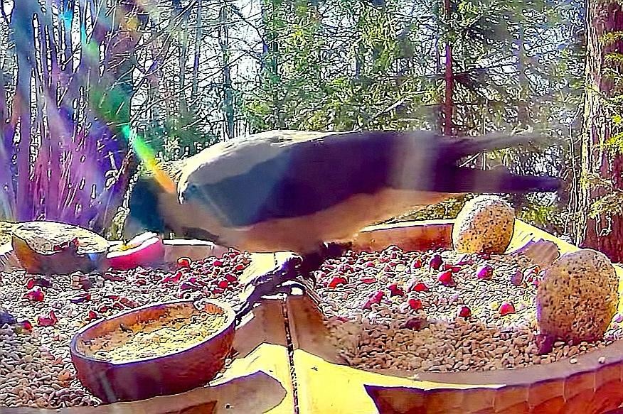 livebirdspoland_513c56a507cc293f57955f8662c02381.jpg