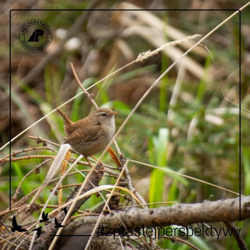 livebirdspoland_03a83ad0ddab587893e072d84709193b.png