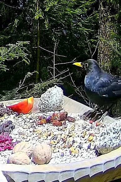 livebirdspoland_6d5d8d7bcc094585966e51b846c29e02.jpg