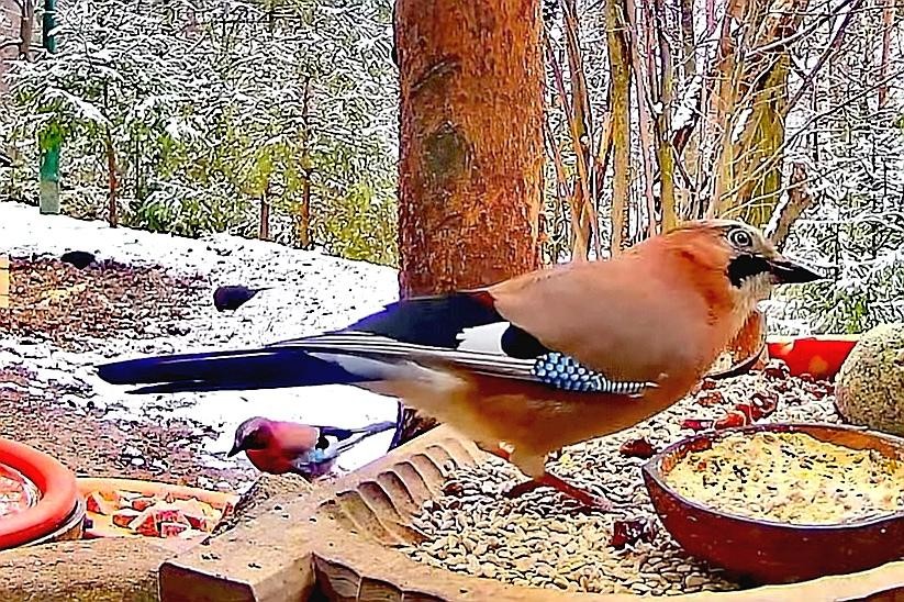 livebirdspoland_2e71034130d3922a6c44b89687feedb6.jpg