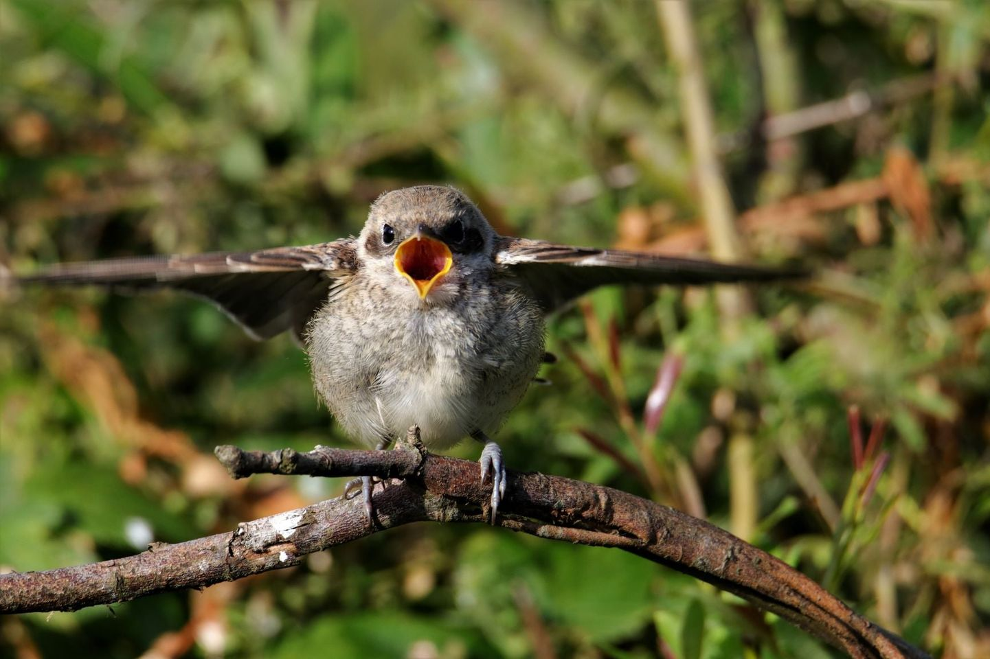 livebirdspoland_79df138f6d022063342edb6d33c60840.png