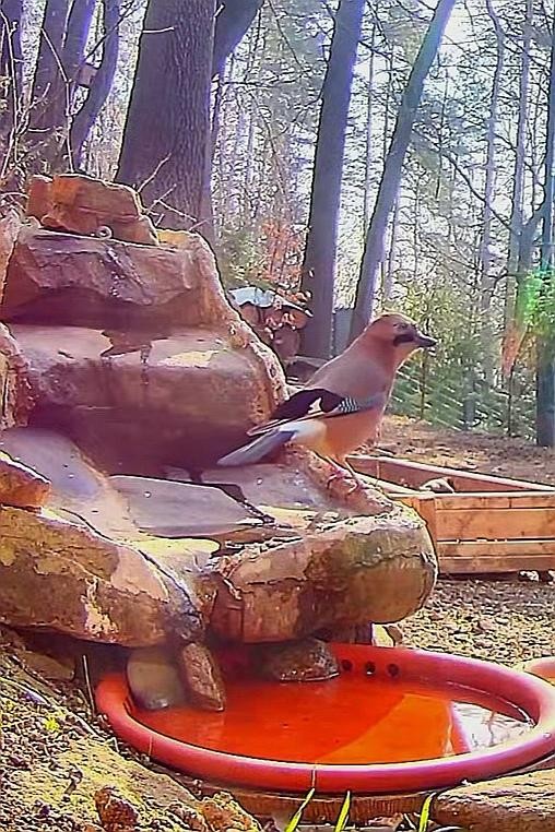 livebirdspoland_aee46d85ca3f7b633f321cfa3427be04.jpg