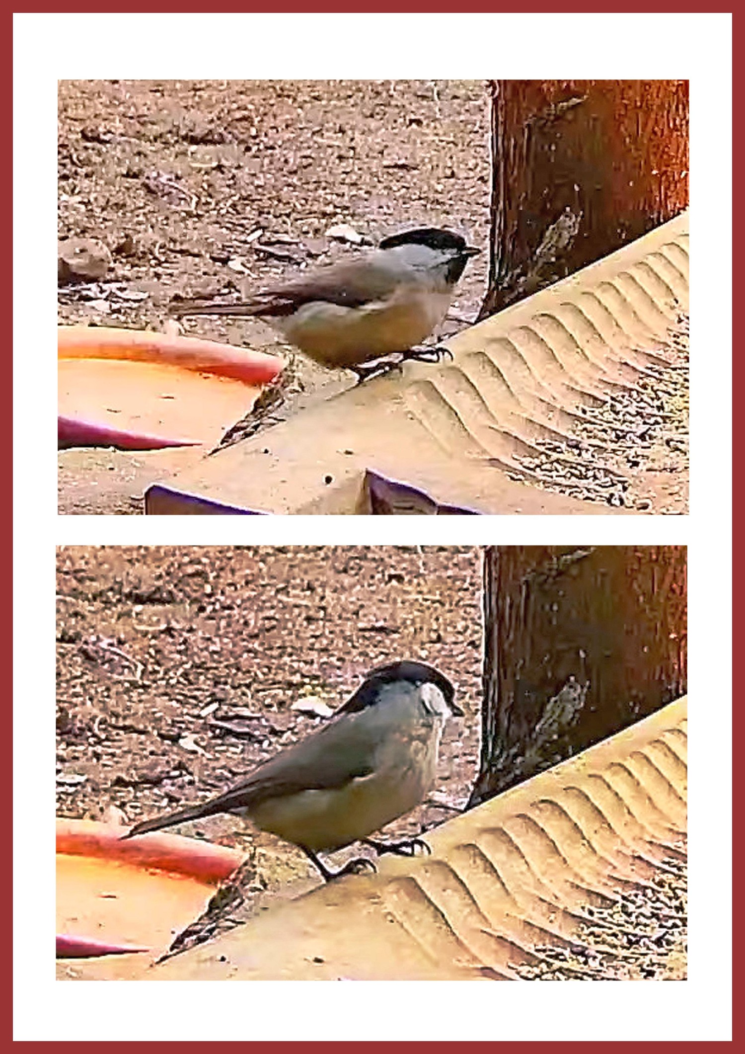 livebirdspoland_97f34de7a7f78b3cac338b0a5dad6645.jpg