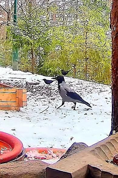 livebirdspoland_e973dfd33e527ba1b970fb4acf169c36.jpg