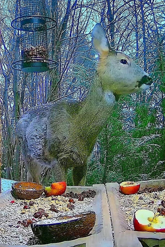 livebirdspoland_cf90668cd7d8eae11f1e17357eb308b6.jpg