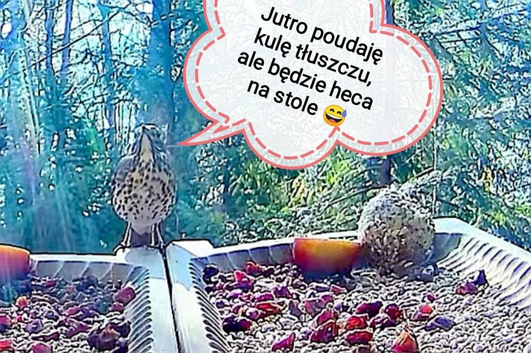 livebirdspoland_b277a59b5cd3da6db37b8e01f6406f32.jpg