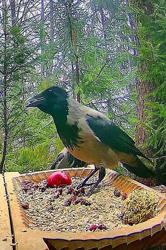 livebirdspoland_1e6c04c6512cd8f94afafa9240c8246d.jpg