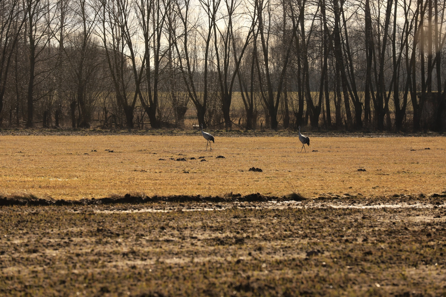livebirdspoland_3e40edf6aae3c10dc143c4849422d334.png