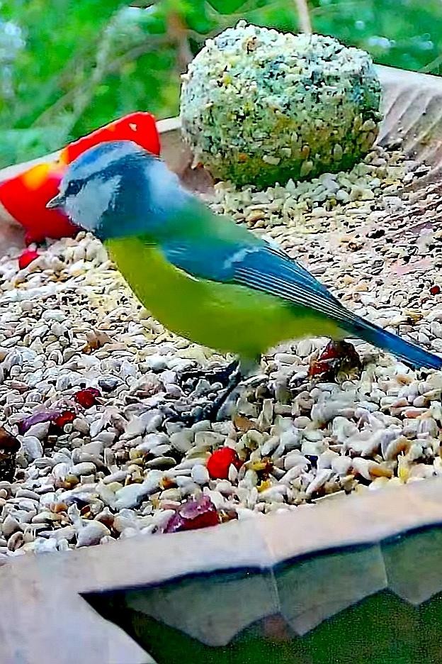 livebirdspoland_239edf00d6726ddd98aa6720e1463c16.jpg