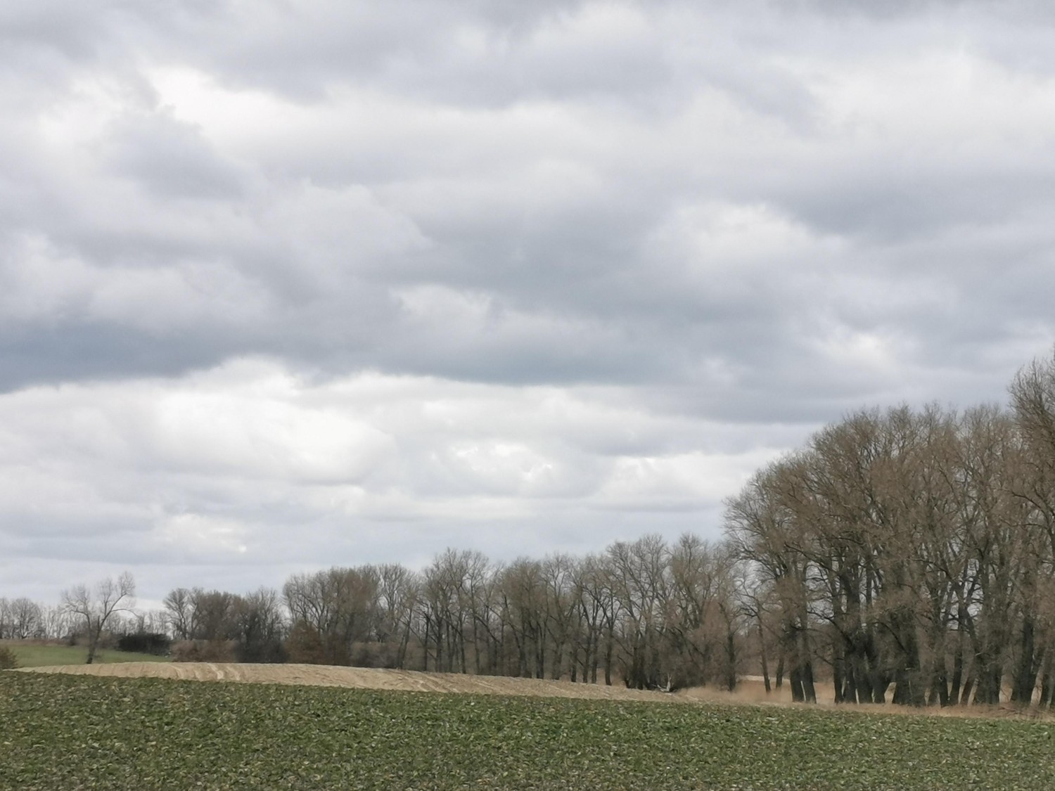 livebirdspoland_e40c9e3032100a999e1d8d3af786a14c.jpg