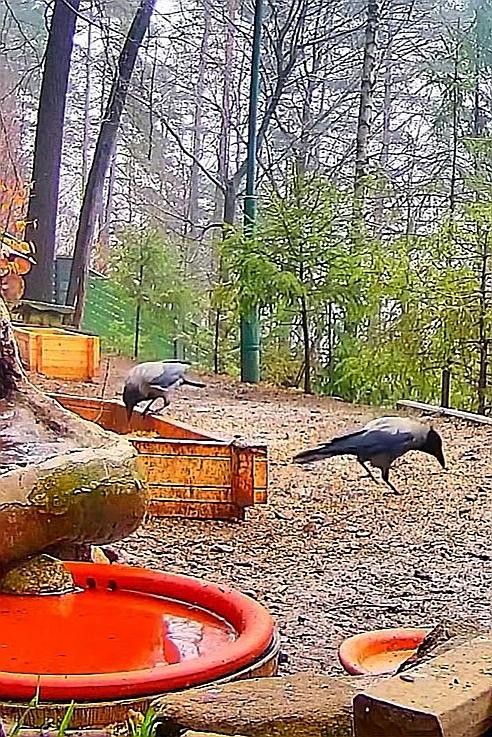 livebirdspoland_16b7f3836623ebb42c2e71d1664e88b6.jpg