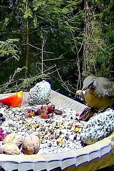 livebirdspoland_d4b20fbcbeee3568e546d16d0a9a63fe.jpg