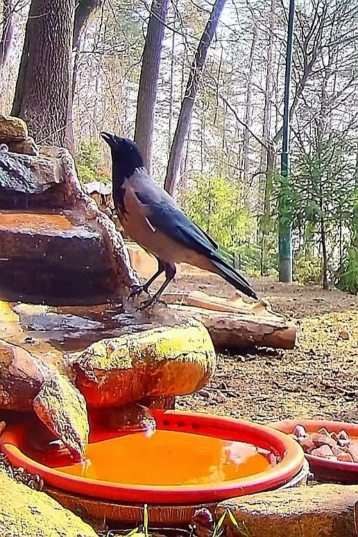 livebirdspoland_8a2bbde56acf8c2e4f8efcb591b373e8.jpg