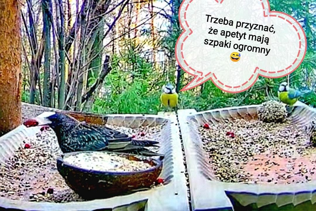 livebirdspoland_bceee1936ebf1709818ba7aee85d2b93.jpg