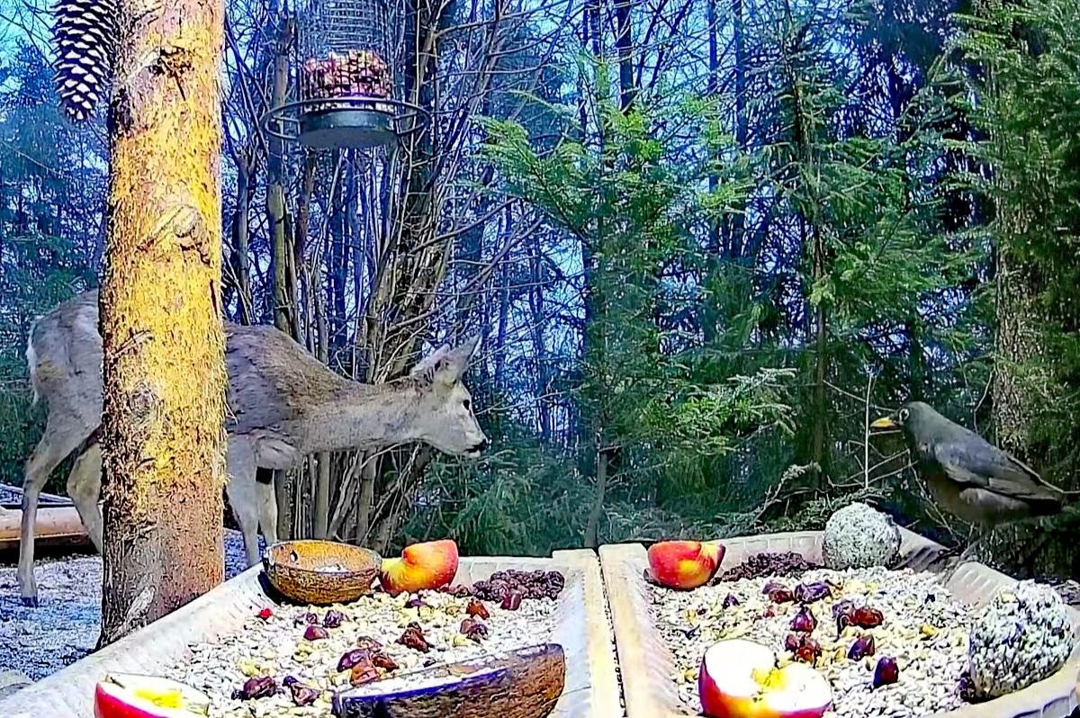 livebirdspoland_a78d7da87a0859d4f3ccc9388a99936f.jpg