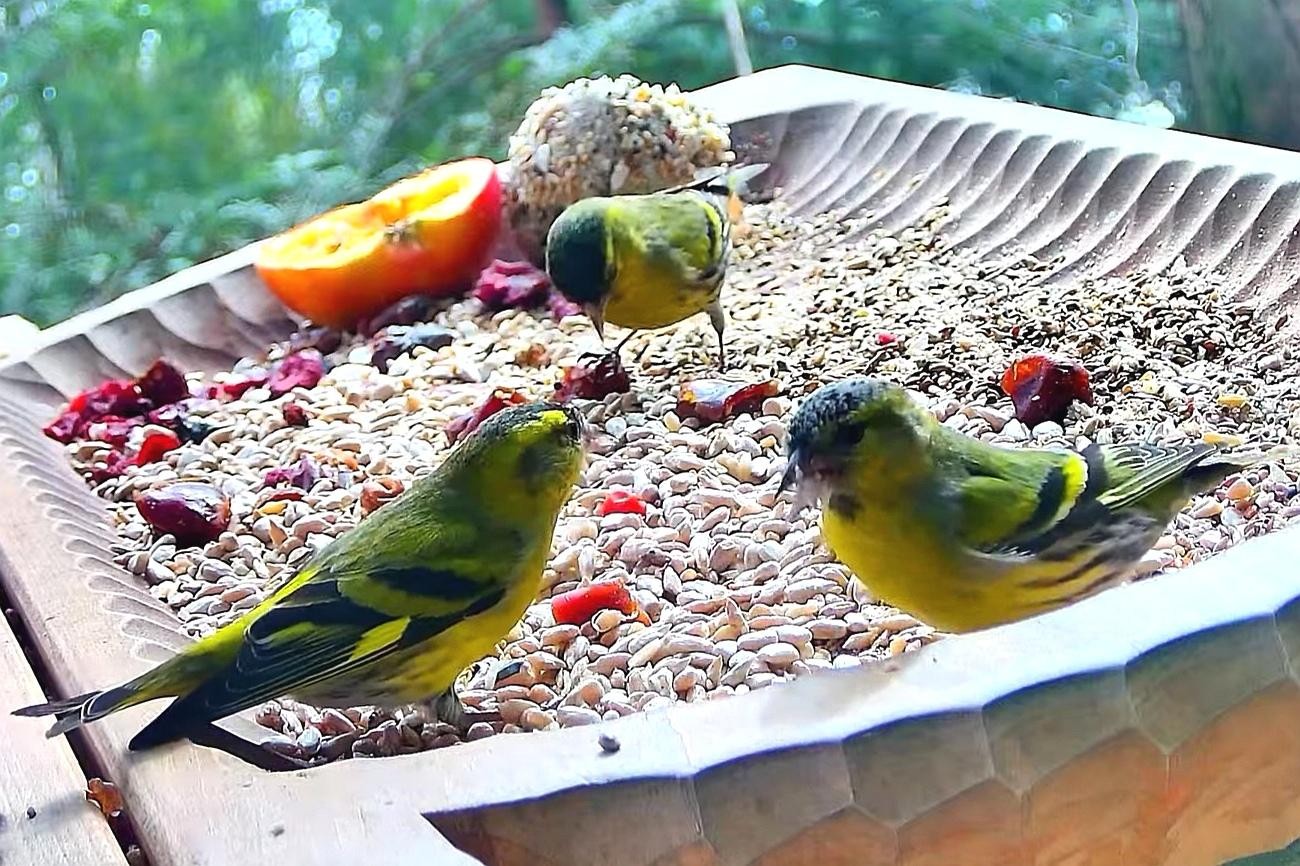 livebirdspoland_4300ebb640670618b7d75cd5848a83de.jpg