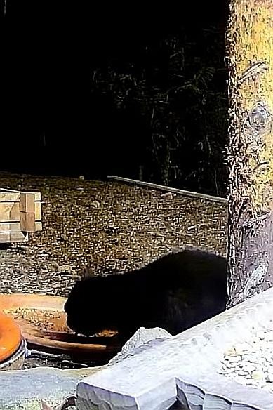 livebirdspoland_e6decf3580f55c61445363d5f3350dd4.jpg