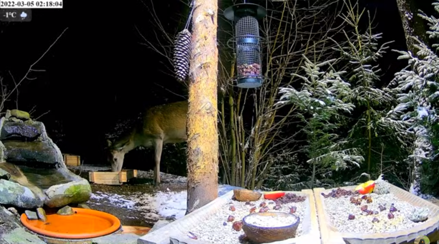 livebirdspoland_13a82b10ef37f2d98c158b2ca03a2849.png