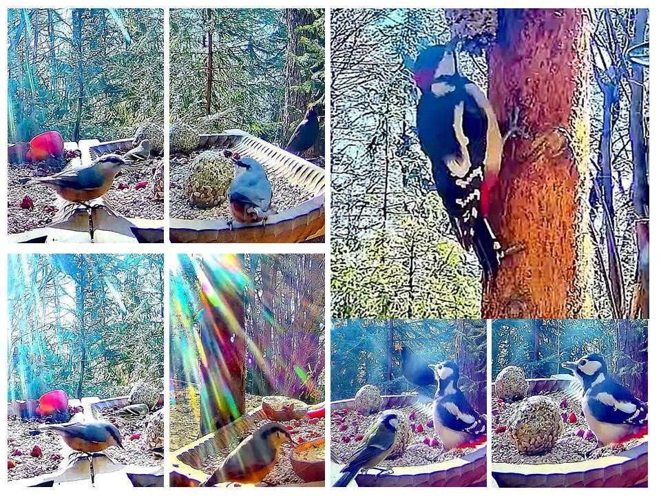 livebirdspoland_6397c3e61858a77c403b1bbf86b46984.jpg