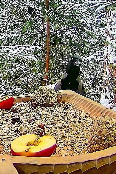 livebirdspoland_baf3d1c2862234f123dd36eb49f0df01.jpg