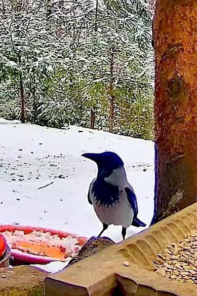 livebirdspoland_b8f41b926ad9462993ef2b9c732b8085.jpg