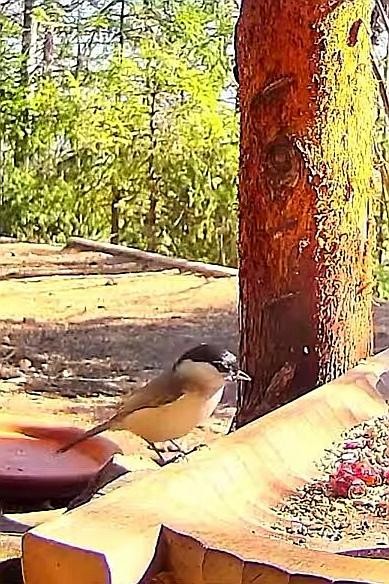 livebirdspoland_7aa53ed5c76789b35c57241cbe1a5f85.jpg