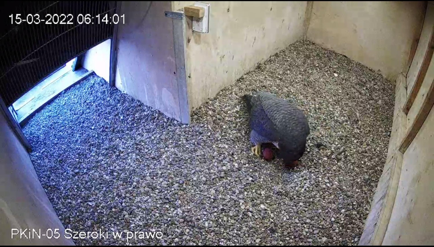 livebirdspoland_e53dd481fe16fb6a46110886537d23cf.jpg