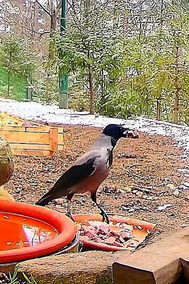 livebirdspoland_5d4ea525fc1da1f9a17a836879b82741.jpg