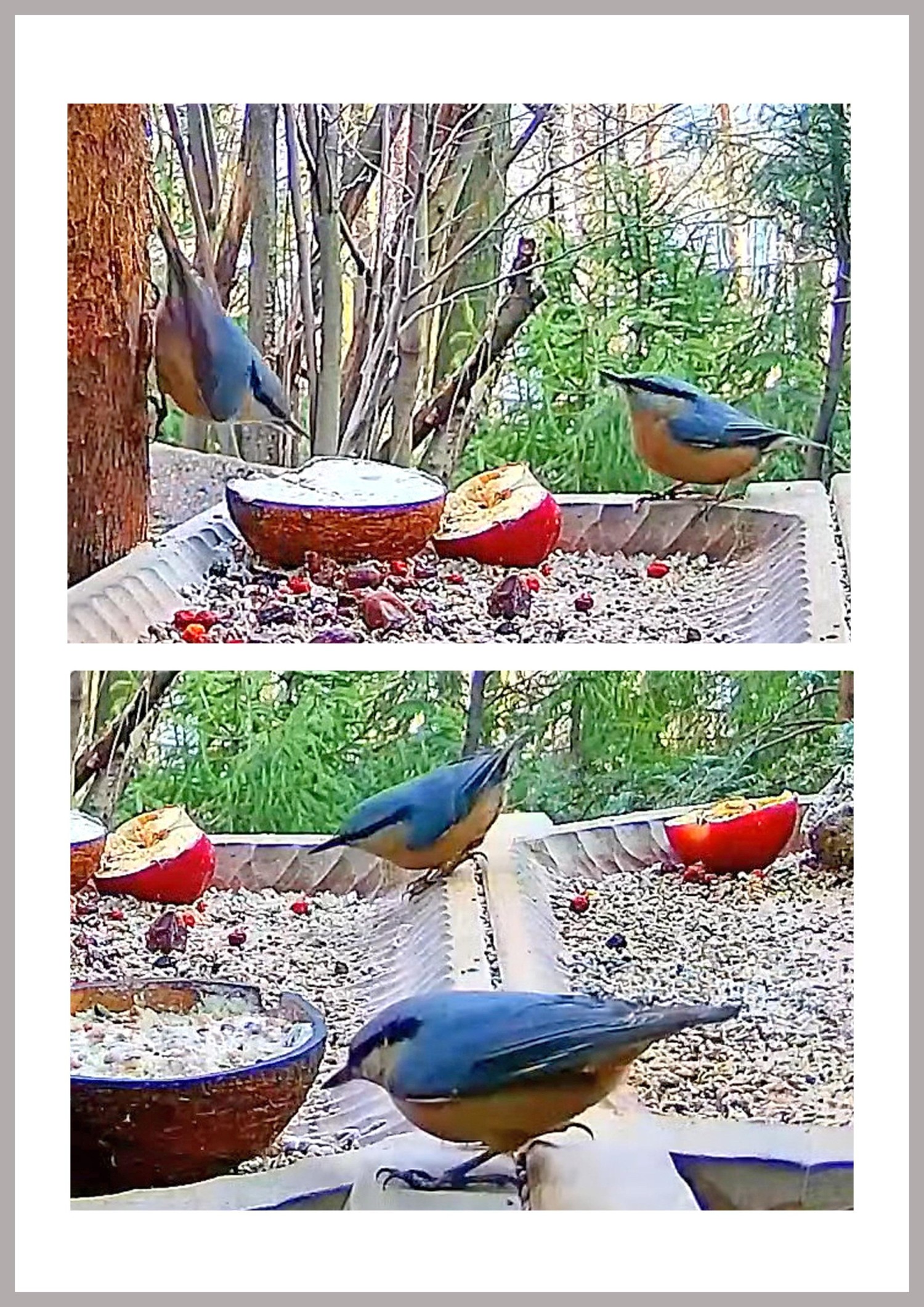 livebirdspoland_f4030a8d914a57c692a06e8e99c93175.jpg