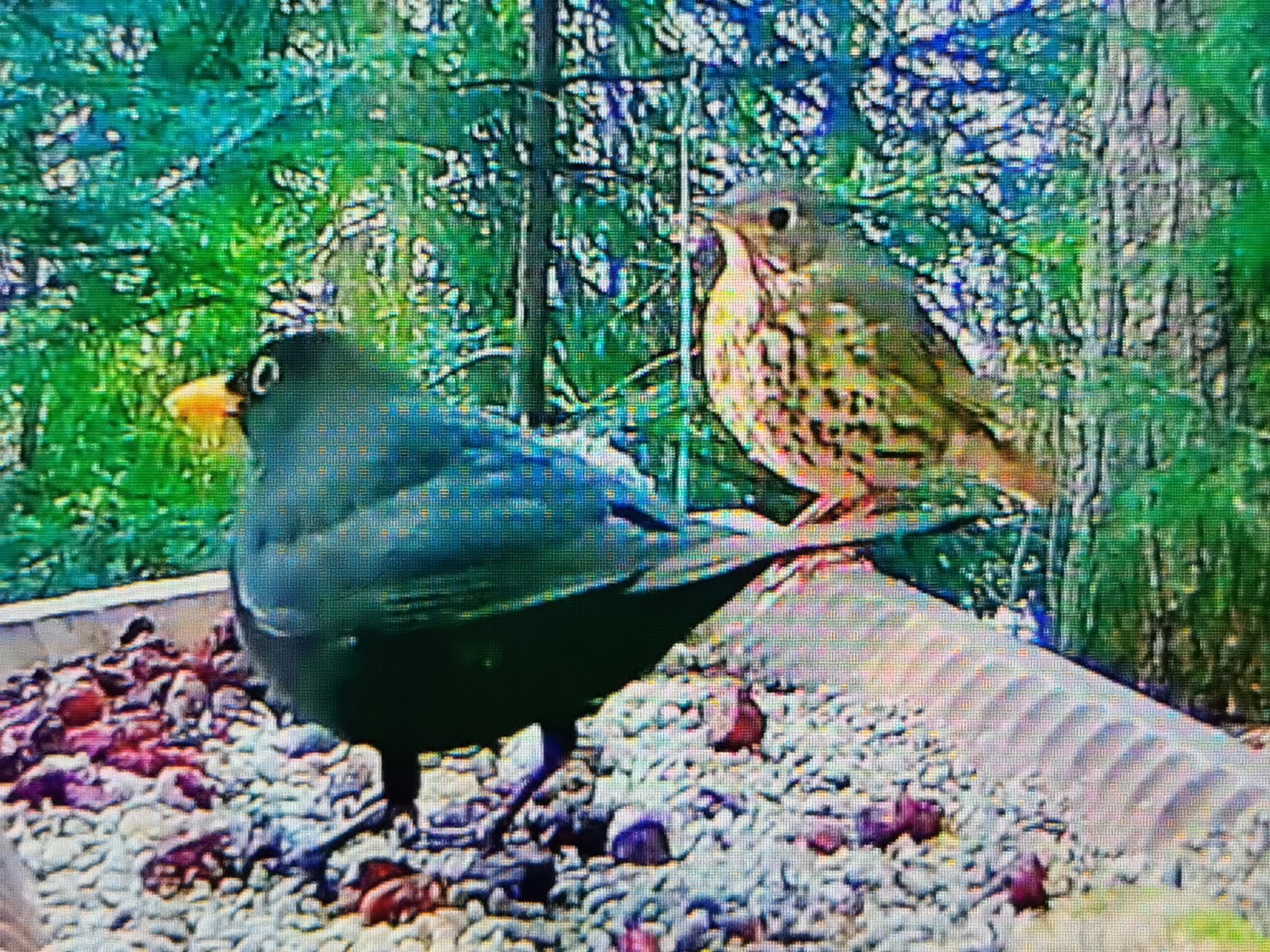 livebirdspoland_32aceaa0586d053dcead4ba217171948.jpg
