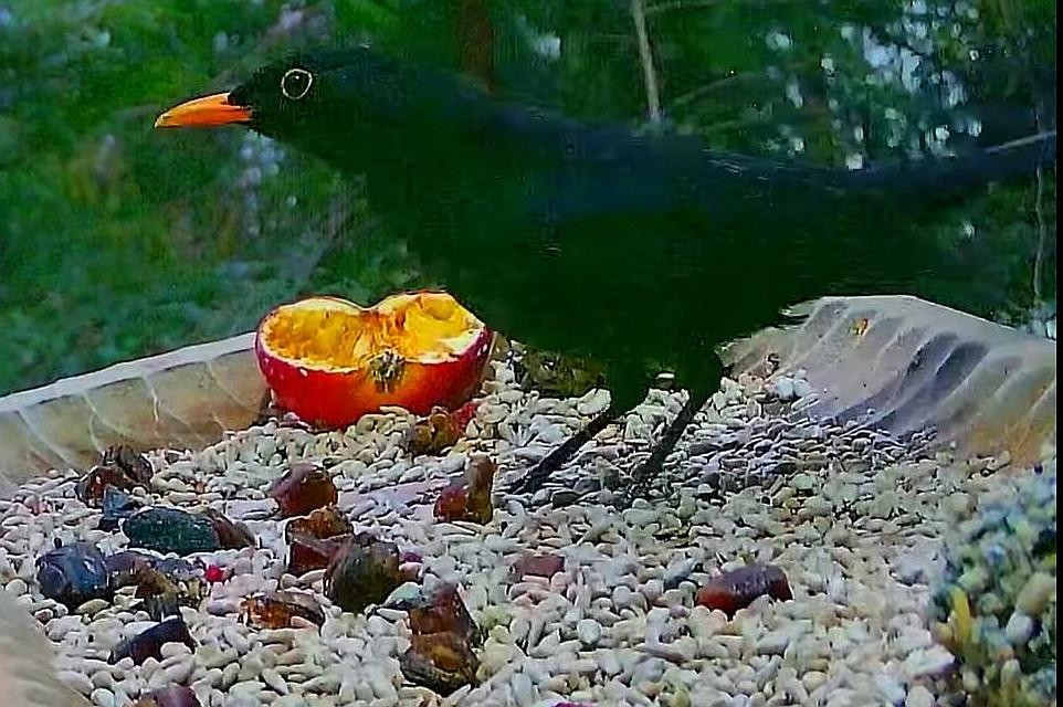 livebirdspoland_5a957a5b2417f8c754bc521af9e577b9.jpg