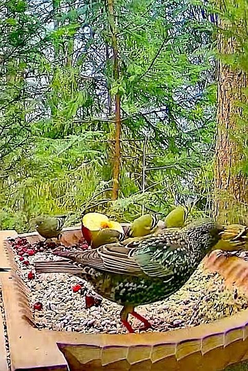 livebirdspoland_2df3288a772d4acc91aa1b2fb43b9c4c.jpg