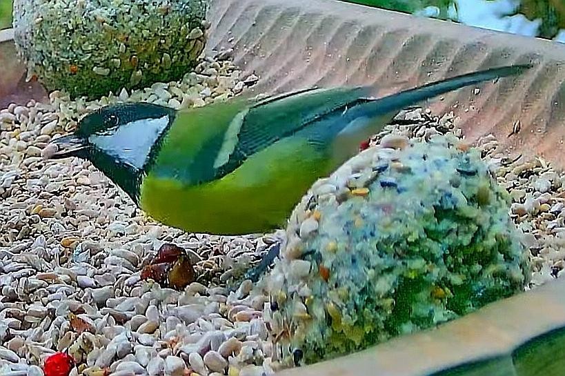 livebirdspoland_6e99f362f9f7607e740b02dd7c4966cb.jpg