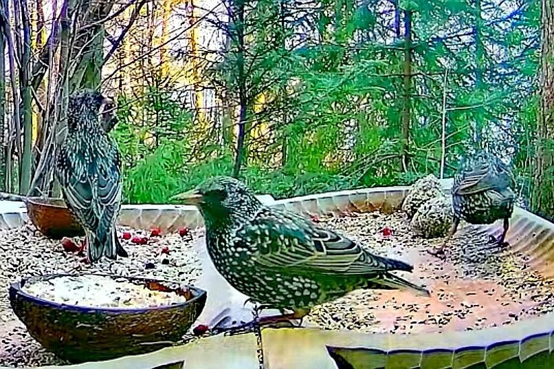 livebirdspoland_7a0948a5c8fdf61efb01159bd2de19d0.jpg