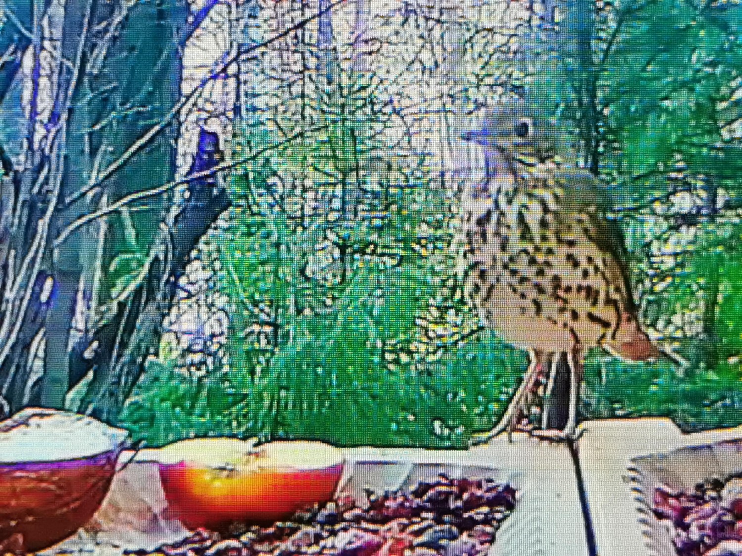 livebirdspoland_291f70fc50593903bee09a4a997a07e4.jpg