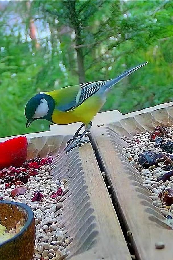 livebirdspoland_bc20fbc66d6bfd09279763657616e637.jpg