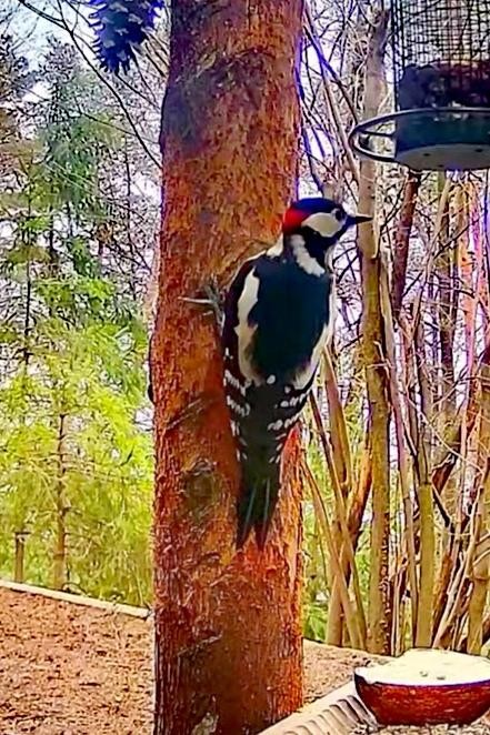 livebirdspoland_3d5aafe6f96f628ce9c7b4c8a2f9ad51.jpg