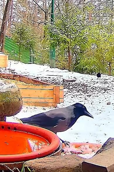 livebirdspoland_9d9baa1392968745529954e5d5c21705.jpg