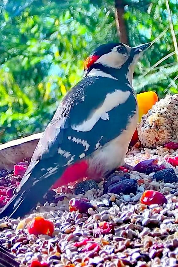 livebirdspoland_4df2c6e603e0d437bd9fcafb3df4cc94.jpg