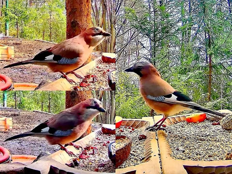 livebirdspoland_a460638820152bc96869fd2bbe933107.jpg