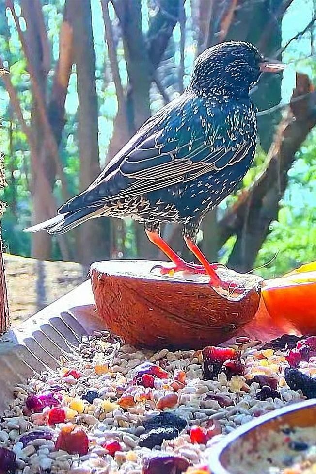 livebirdspoland_5b7b2e3cf68c92d9b2d472f8c9c055bb.jpg