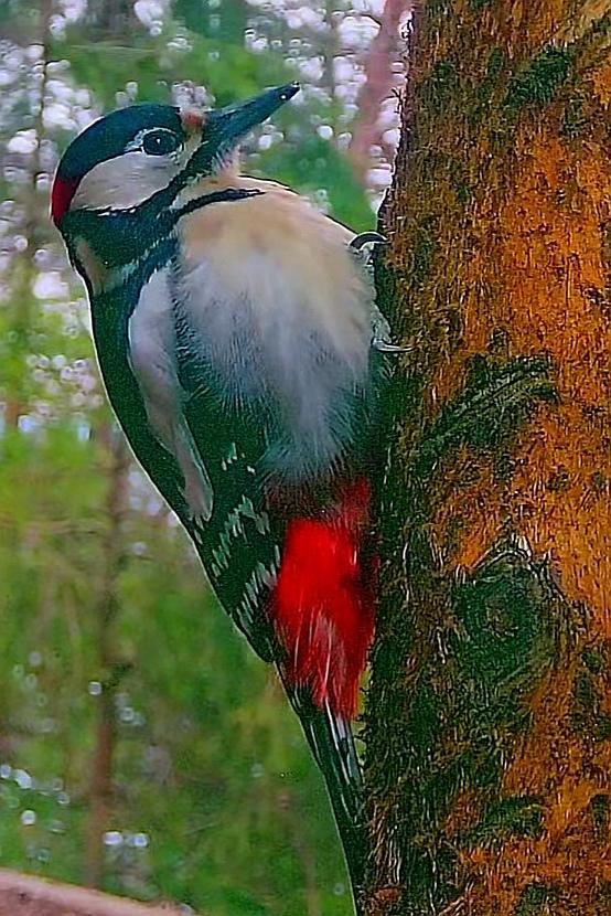 livebirdspoland_87f33aad48d819b4438d1310e6c972c9.jpg