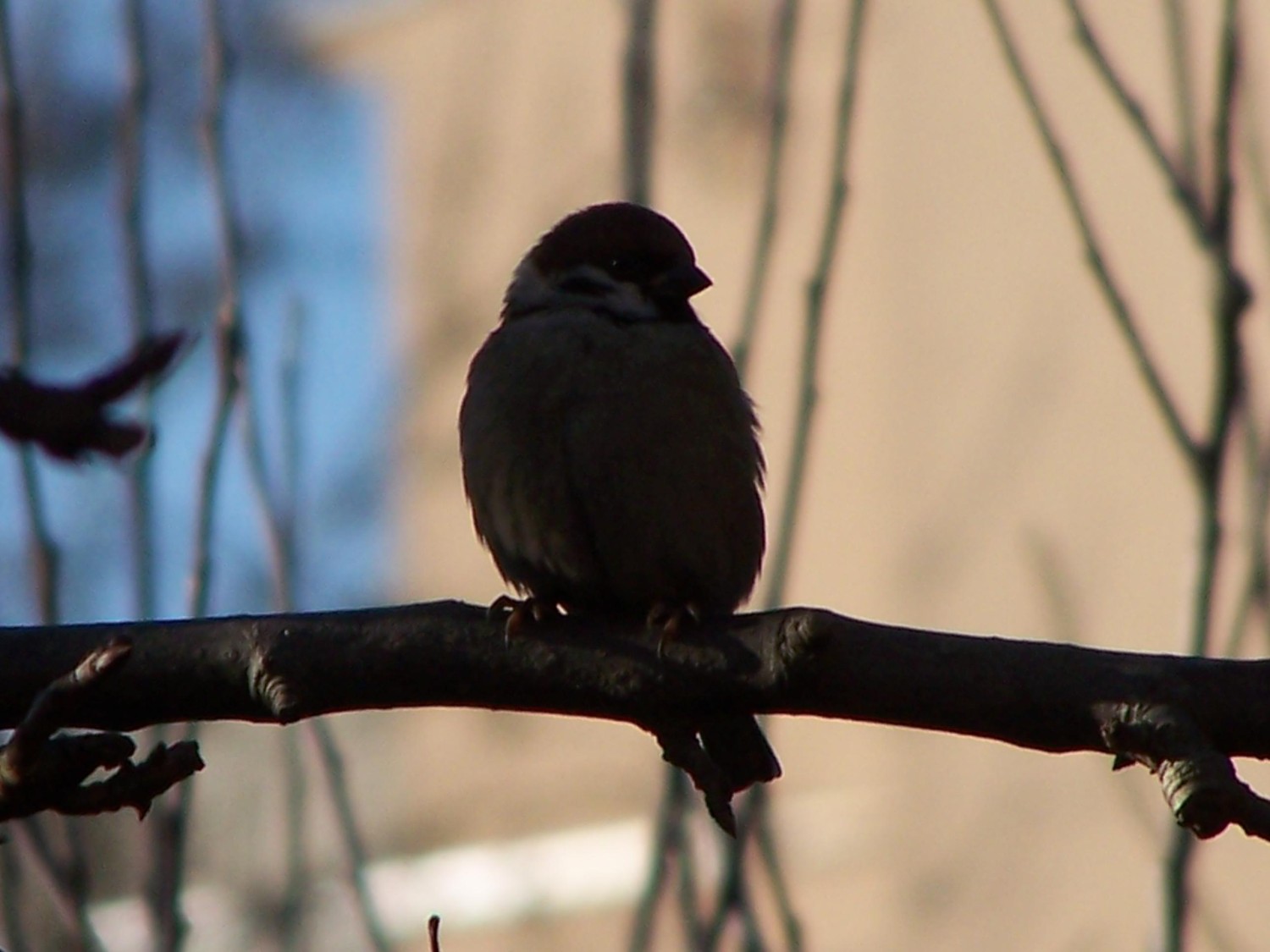 livebirdspoland_cb73f7d8fb13be508c32ec7286a76075.jpg