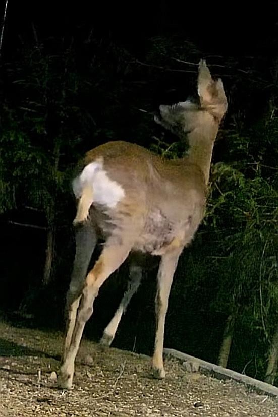 livebirdspoland_9776bd732dcc8fb30f6f47516492843e.jpg